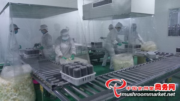 明水縣食用菌產(chǎn)業(yè)邁入工廠化生產(chǎn)新階段